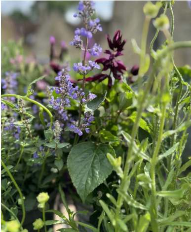 Why Should You Consider Plants as Gifts from the Garden Centre?