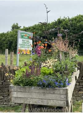 Celebrate with Greenery: Best Plant Gifts from the Garden Centre