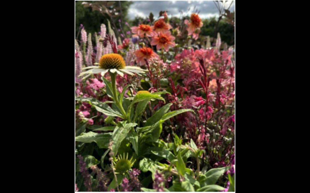 How To Choose The Perfect Christmas Tree For Your Home?