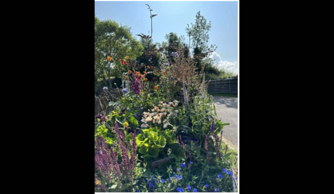 How Peat-Free Compost Keeps Your Garden Plants Healthy?