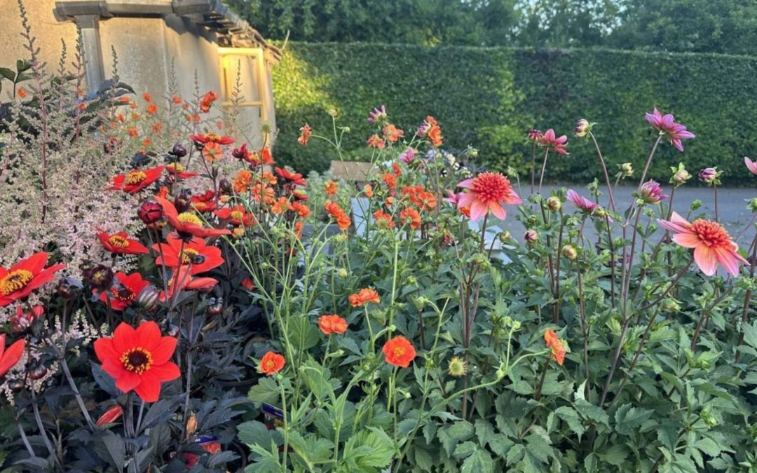 Why Peat-Free Compost Is Better For Your Garden